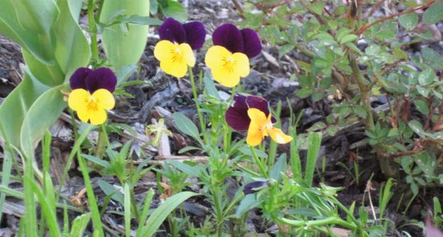 Hautkrankheiten - Naturheilkunde Heilpraktikerin Tanja Richter, Seßlach Coburg