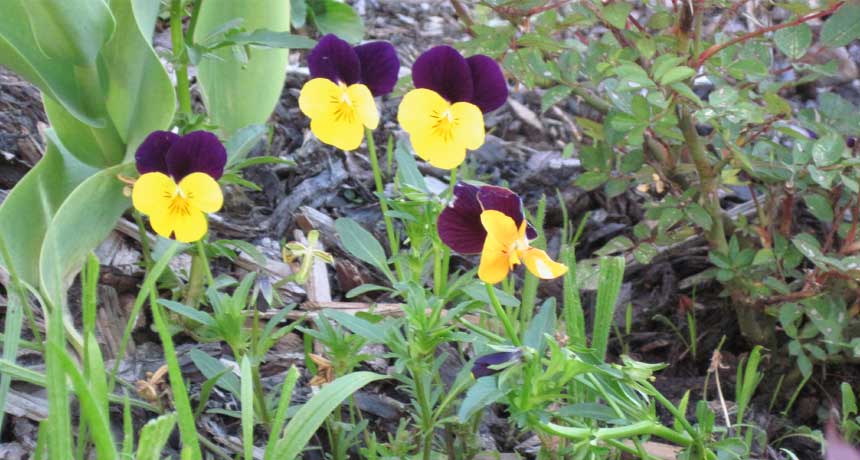 Hautkrankheiten - Naturheilkunde Heilpraktikerin Tanja Richter, Seßlach Coburg