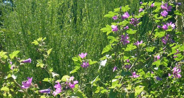 Immunsystem stärken - Naturheilkunde Heilpraktikerin Tanja Richter, Seßlach Coburg