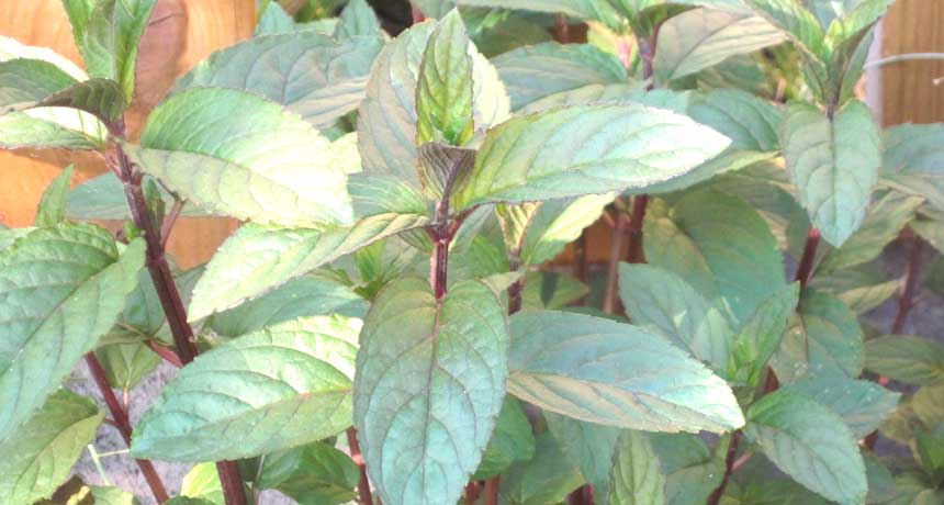 Magen-Darm-Krankheiten - Naturheilkunde Heilpraktikerin Tanja Richter, Seßlach Coburg