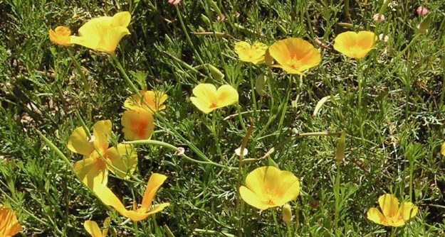 Unsere Psyche - Naturheilkunde Heilpraktikerin Tanja Richter, Seßlach Coburg